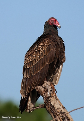 Turkey Vulture on large branch. Photo credit James Hurt.