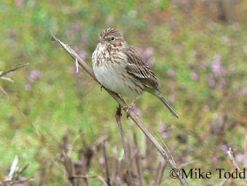 Vesper Sparrow on bush branch. Photo Credit: Mike Todd.