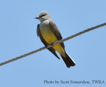 Western Kingbird on small wire. Photo Credit: Scott Somershoe.