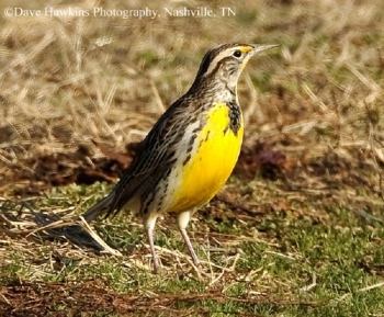 Western Meadowlark in field. Photo Credit Dave Hawkins.