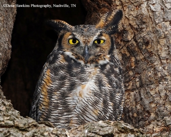 Great Horned Owl.