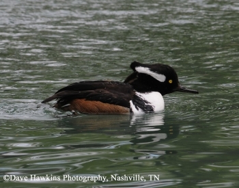 Hooded Merganser, Lophodytes cucullatus, adult male. Photo Credit: Dave Hawkins