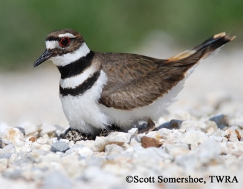 Killdeer, Charadrius vociferus, Adult on nest. Photo Credit: Scott Somershoe