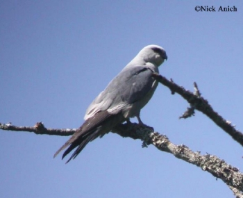 Mississippi Kite, Ictinia mississippiensis, Adult. Photo Credit: Nick Anich