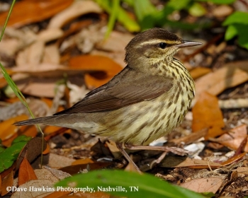 Northern Waterthrush in fall leaves. Photo Credit Dave Hawkins.