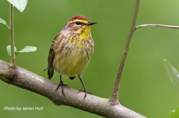 Palm Warbler on a tree branch. Photo Credit James Hurt.