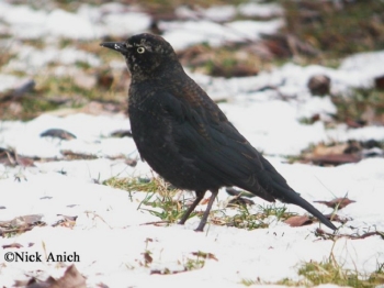 Rusty Blackbird on the ground in snow. Photo Credit: Nick Anich.