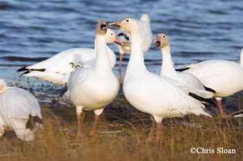 A group of snow geese. Photo Credit Chris Sloan.
