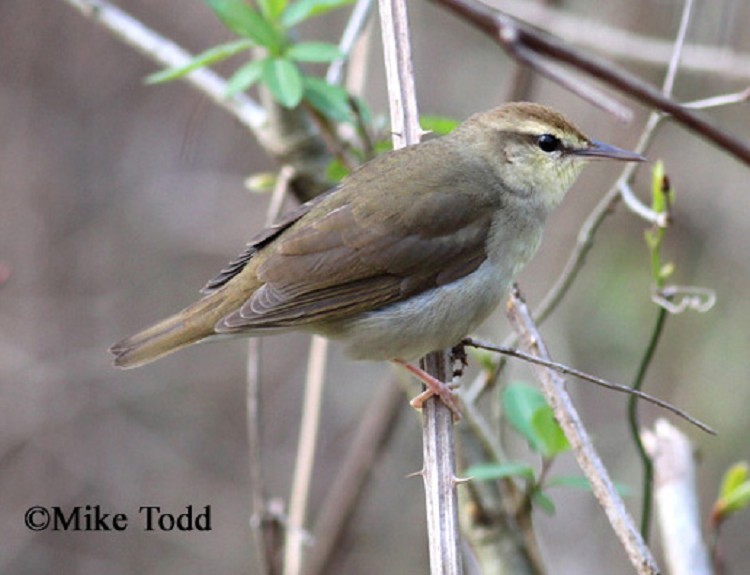Swainson's Warbler