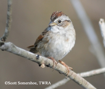 Swamp Sparrow on a branch. Photo Credit Scott Somershoe.