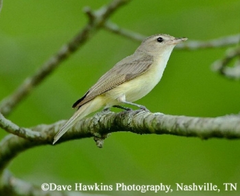 Warbling Vireo. Photo Credit Dave Hawkins.