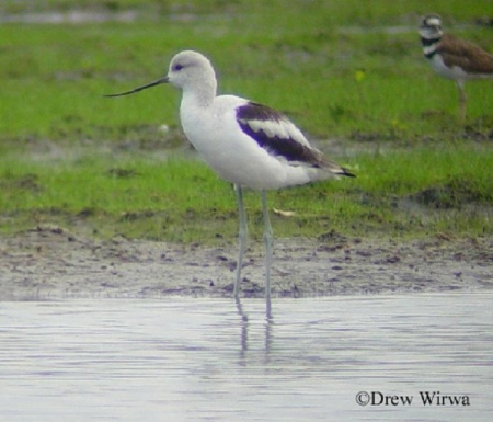 American Avocet