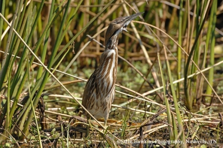 American Bittern, Botaurus lentiginosus, Adult. Photo Credit: Dave Hawkins
