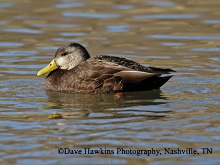 American Black Duck Anas rubripes, Adult. Photo Credit: Dave Hawkins