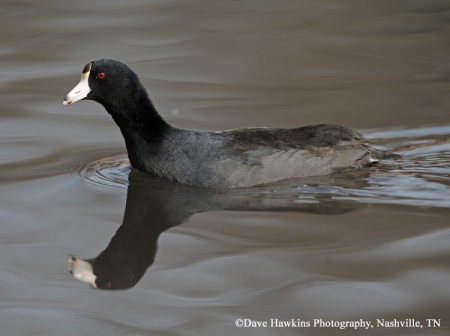 American Coot, Fulica americana, Adult. Photo Credit: Dave Hawkins