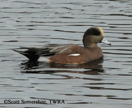American Wigeon Anas americana, Adult Male, Photo Credit: Scott Somershoe