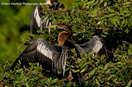 Anhinga, Anhinga anhinga, Adult Male, Photo Credit: Dave Hawkins