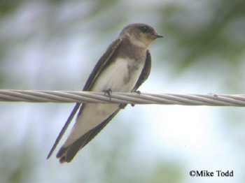Bank Swallow on wire. Photo Credit Mike Todd.