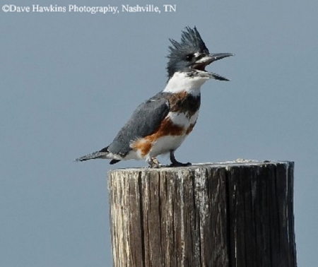 Belted Kingfisher on a pole.