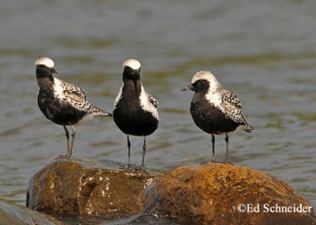 Black-bellied Plover, Pluvialis squatarola. Breeding adult plumage. Photo Credit: Ed Schneider