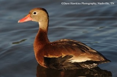 Black Bellied Whistling Duck on water. Photo Credit Dave Hawkins
