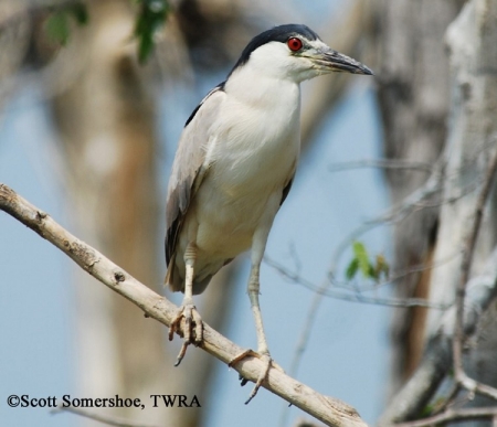 Black-crowned Night-Heron, Nycticorax nycticorax, Adult. Photo Credit: Scott Somershoe