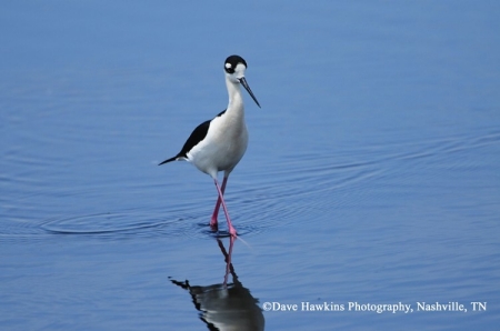 Black Necked Stilt image.