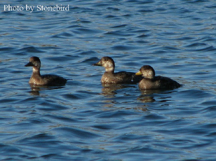  Black Scoter  