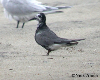 Black Tern, Photo Credit Nick Anich