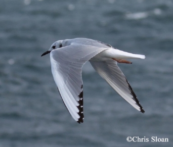 Bonapartes Gull flying