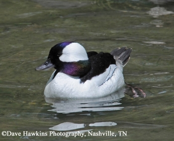 Bufflehead Duck on water