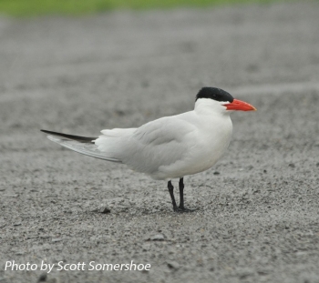 Caspian Tern on gravel. Photo Credit: Scott Somershoe