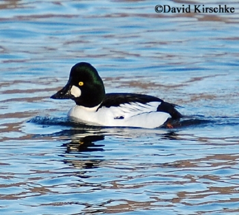 Common Goldeneye Bucephala clangula, Adult male, Photo Credit: David Kirschke