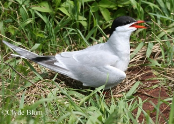 Common Tern. Photo Credit Clyde Blum