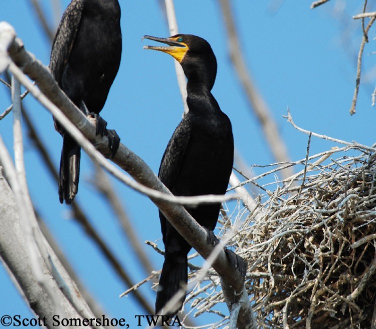 Double-crested Cormorant, Phalacrocorax auritus, Adult plumage. Photo Credit: Scott Somershoe Double-crested Cormorant, Phalacrocorax auritus, Adult plumage. Photo Credit: Scott Somershoe