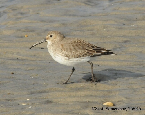 dunlin Dunlan