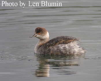 Eared Grebe on water, Photo Credit Len Blumin