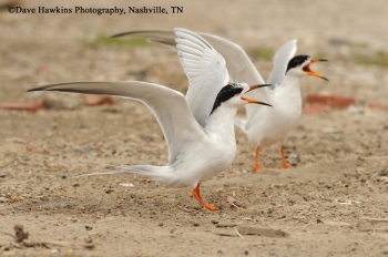 Fosters Tern, on sandbar. Photo Credit Dave Hawkins.