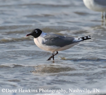 Franklin Gull, Photo Credit: Dave Hawkins, read page text for description of Franklin Gulls