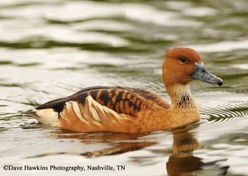 Light and dark brown duck floating on water