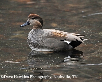 Gadwall Duck on water, see page text for duck description. Photo Credit Dave Hawkins.