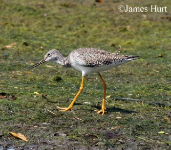Great Yellowlegs beside pond.