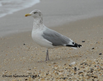 Herring Gull on shore.
