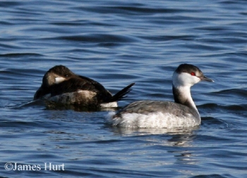 Two Horned Grebe floating on water.