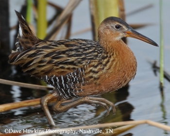 King Rail in shallow water.