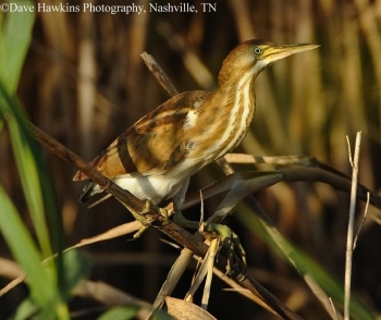 Least Bittern in weeds.