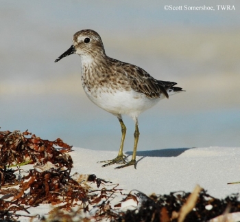 Least Sandpiper on shore.
