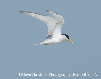 Least Tern Flying. Photo Credit Dave Hawkins.