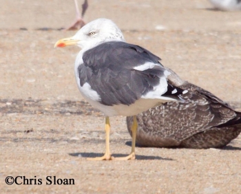 Lesser Black Backed Gull. Photo Credit Chris Sloan.