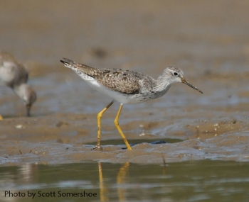 Lesser Yellowlegs. Photo Credit: Scott Somershoe.